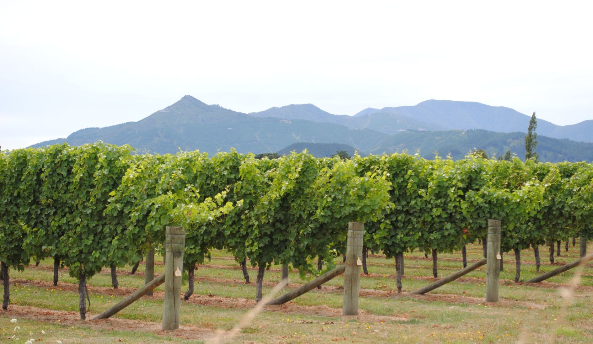 Marlborough region